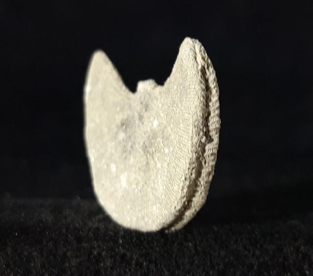 Diploctenium conjungens REUSS 1854 - Bild © FossNet FossilienStore